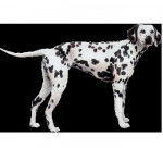 Kitty - Dalmatien (1 an)