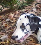 Domino - Dalmatien Mâle (Autre)