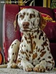 Spotty - Dalmatien Mâle (4 ans)