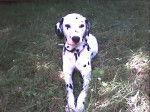 cooky - Dalmatien Mâle (5 ans)