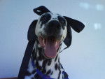 Barbie - Dalmatien (7 ans)