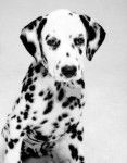 Lily - Dalmatien (8 mois)