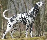 kira - Dalmatien (10 mois)