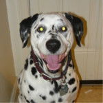 Emma - Dalmatien (14 ans)