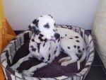 d'caline du rès d'almont - Dalmatien (1 an)