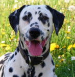tango - Dalmatien Mâle (4 ans)