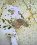 Brownie - Dalmatien (1 mois)