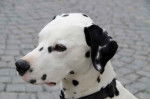 Lola - Dalmatien (11 ans)