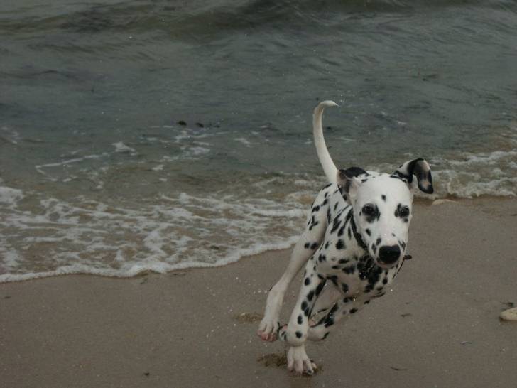 vitesse - Dalmatien Mâle (5 mois)