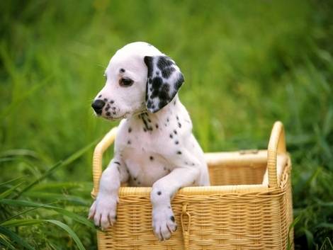 Princesa - Dalmatien