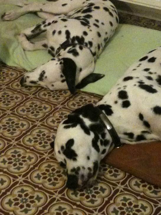 Galshan et Pacha - Dalmatien (1 an)
