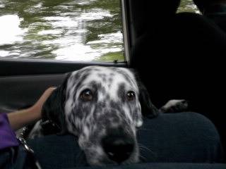 PECAS EN EL COCHE - Dalmatien Mâle (1 an)