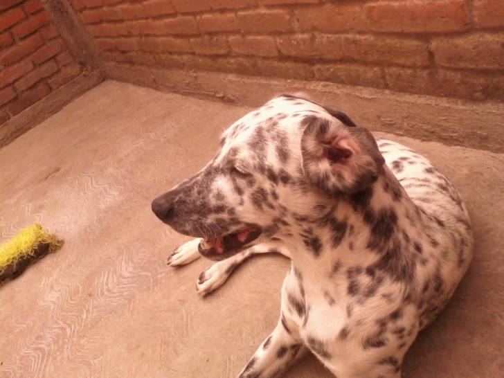 PECAS - Dalmatien Mâle (1 an)