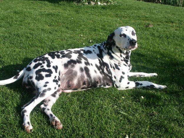 léa - Dalmatien (6 ans)