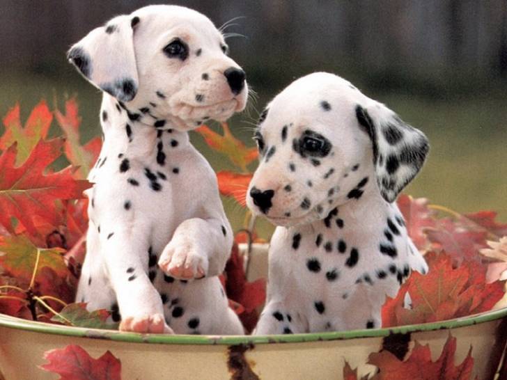 luna / lana - Dalmatien (4 mois)