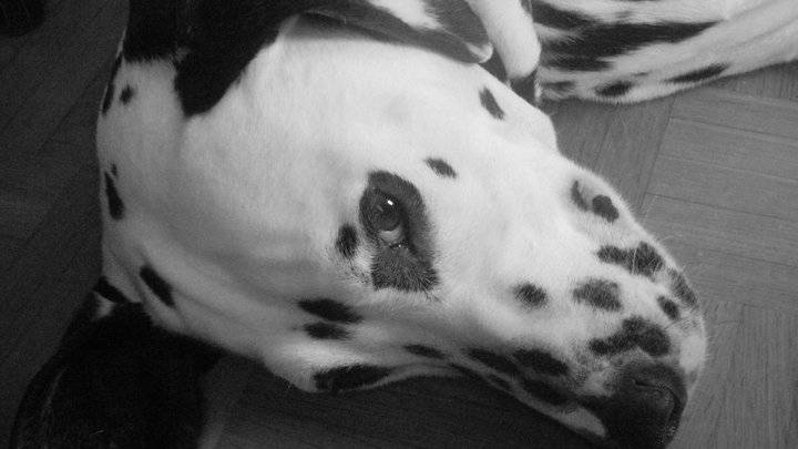 Le chien de ma M.A. - Dalmatien