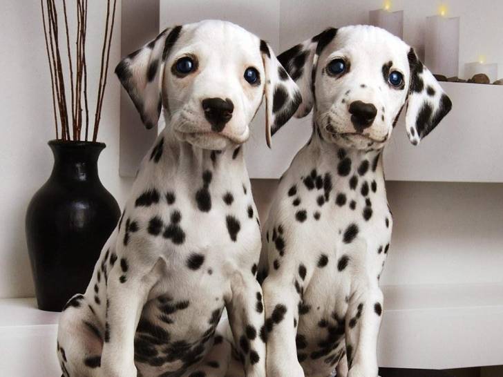 Brother and Sister - Dalmatien (2 ans)
