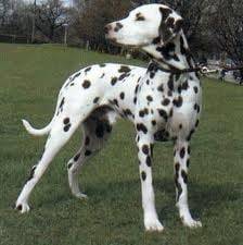 lula - Dalmatien (1 an)