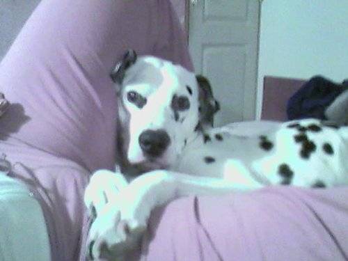 aldo - Dalmatien Mâle (4 ans)