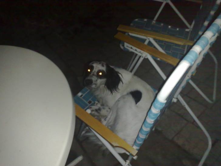 jack - Dalmatien Mâle (4 ans)
