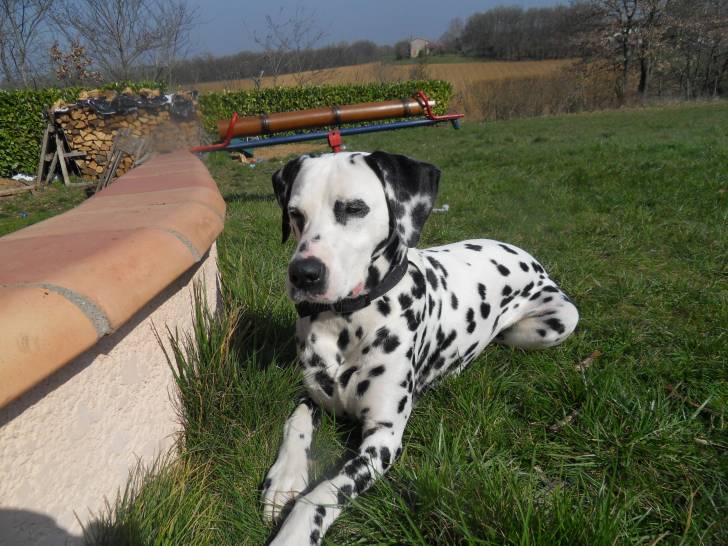 Zoé - Dalmatien (4 ans)