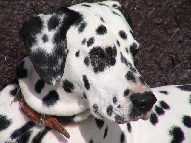 Kin - Dalmatien