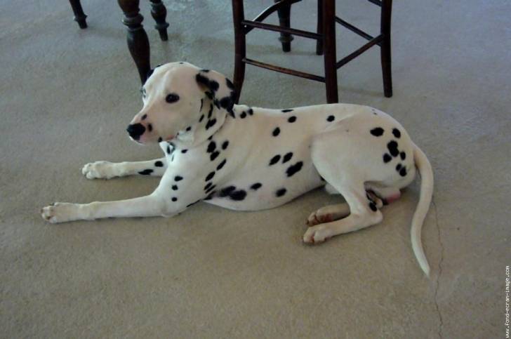 Ulkie - Dalmatien Mâle (5 ans)