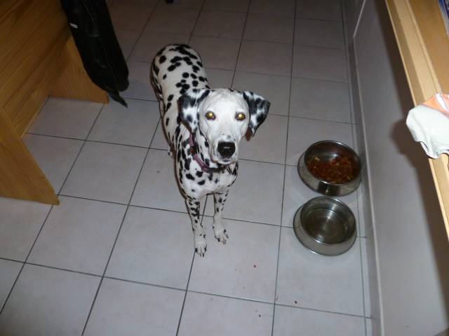 bayanne - Dalmatien (6 ans)