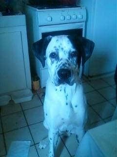 Elvis - Dalmatien Mâle (3 ans)