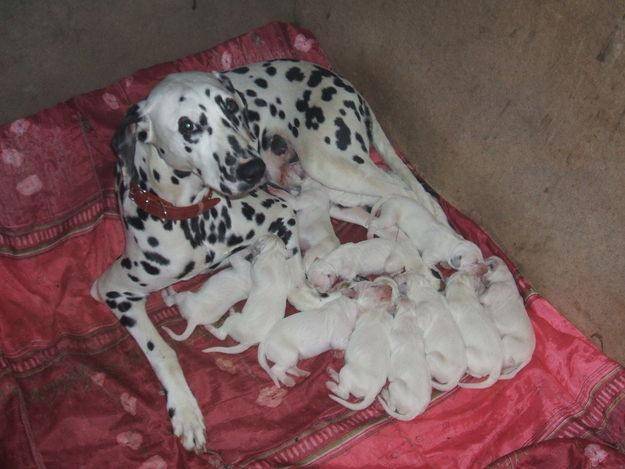 Anna (et ses 11 bébés!!!) - Dalmatien (3 ans)