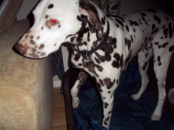 pongo - Dalmatien Mâle (3 ans)