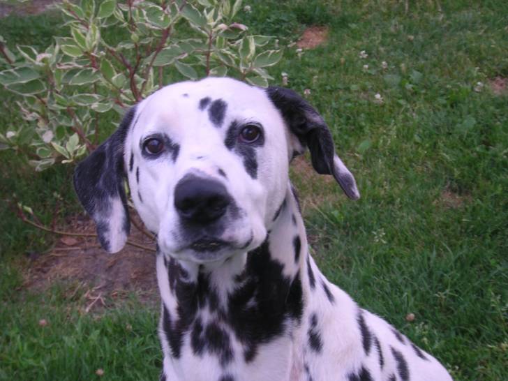 réglis - Dalmatien Mâle (10 ans)