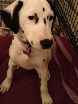 Domino R.I.P - Dalmatien Mâle (1 an)