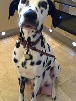Domino R.I.P - Dalmatien Mâle (1 an)