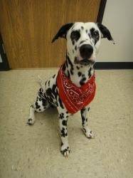 Koda - Dalmatien Mâle (2 ans)