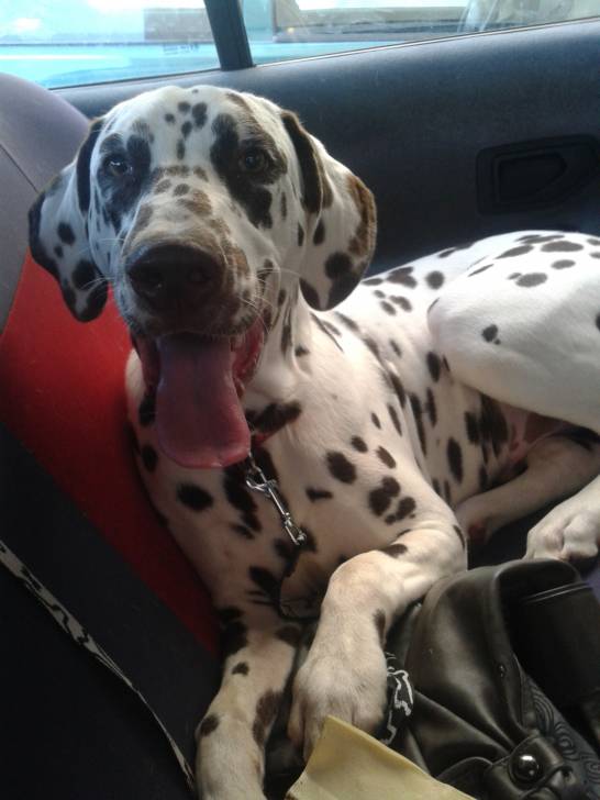 Hercule - Dalmatien Mâle (7 mois)