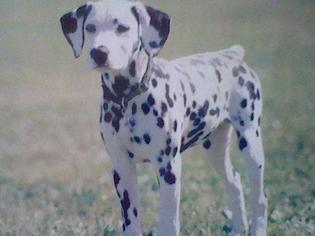 tachie - Dalmatien (2 ans)