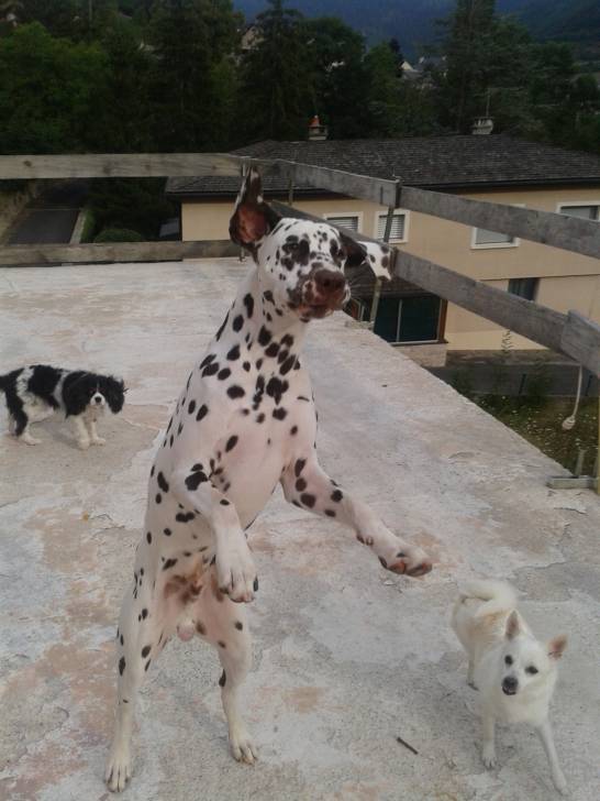 Hercule - Dalmatien Mâle (10 mois)
