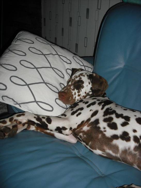 Lucky - Dalmatien Mâle (2 ans)