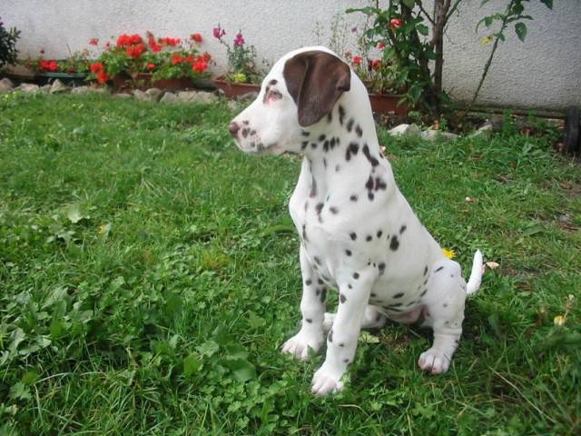 Sindy - Dalmatien (7 mois)
