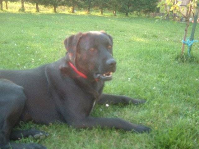 Doly - Dalmatien (11 mois)