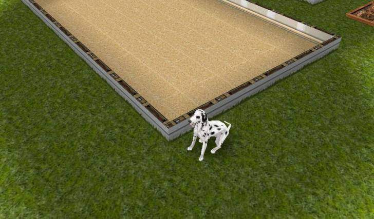 Twix - Dalmatien Mâle (5 mois)