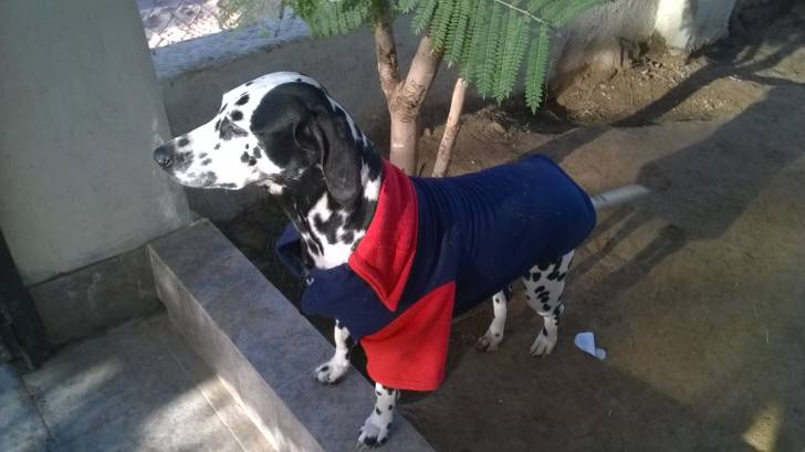 Laika - Dalmatien (6 ans)