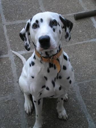 Pengo - Dalmatien Mâle (2 ans)