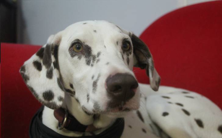 Denis - Dalmatien Mâle (2 ans)