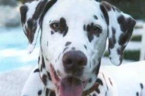 Dalmatien - Dalmatien