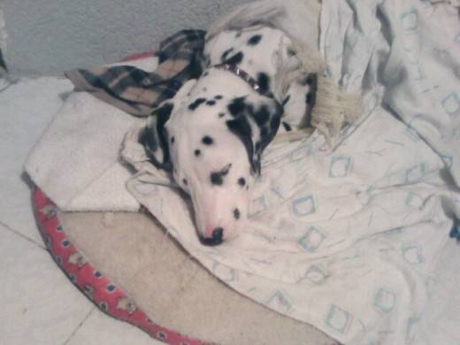Daimond - Dalmatien Mâle (4 ans)