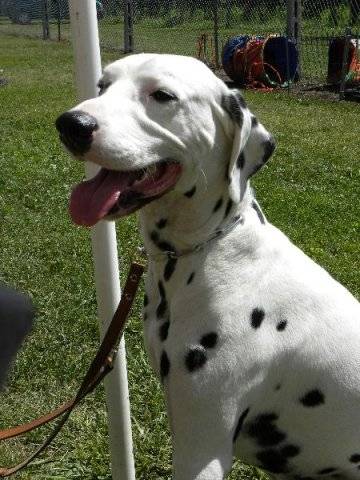 eiko - Dalmatien Mâle (5 ans)