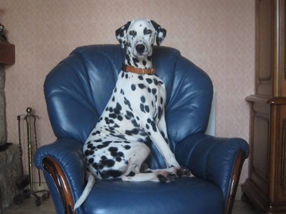 Andy sur son canapé - Dalmatien Mâle (2 ans)