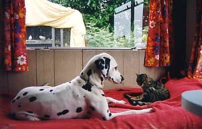 dalmatiens - Dalmatien